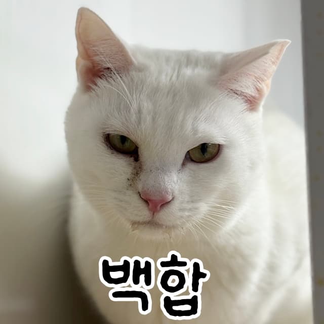 고양이 사진