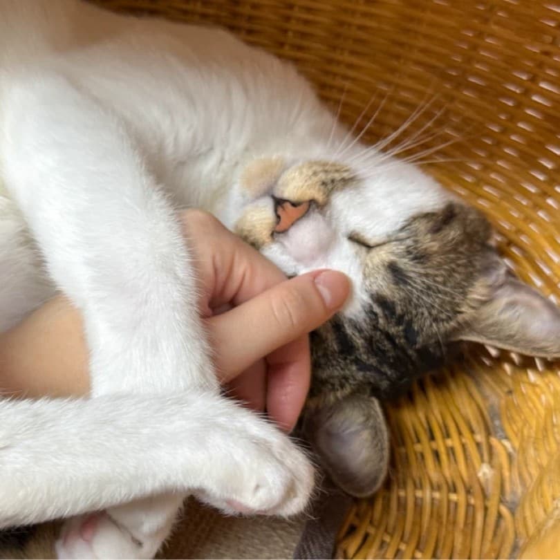 레오의 하루 💛