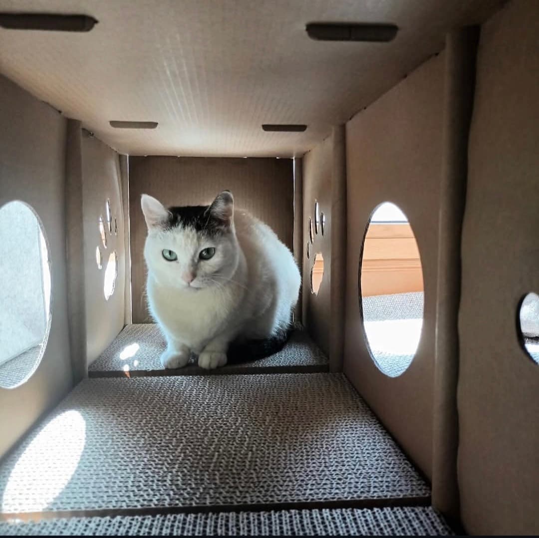 고양이 사진