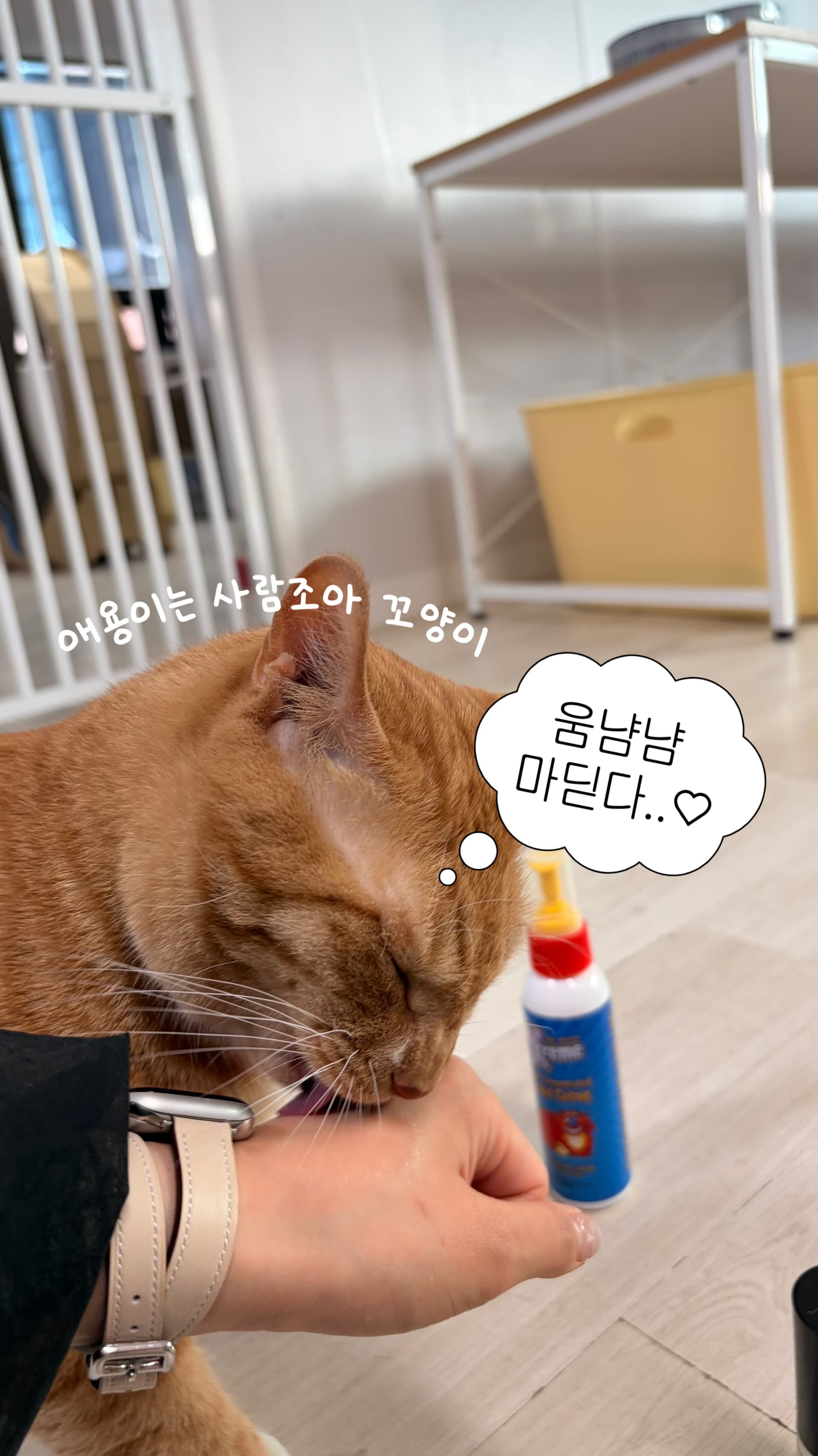 애교치즈냥이