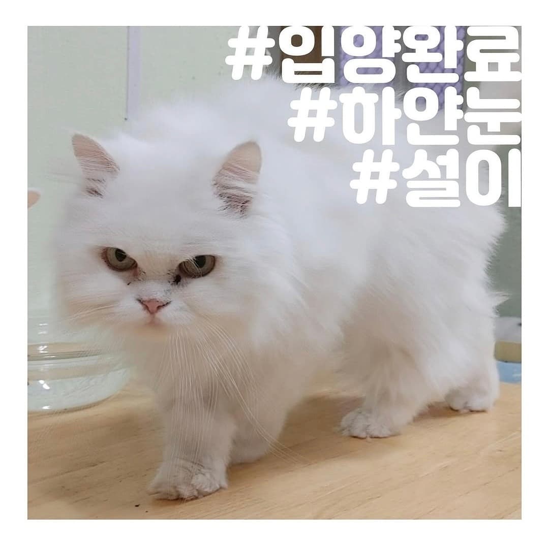 고양이 사진