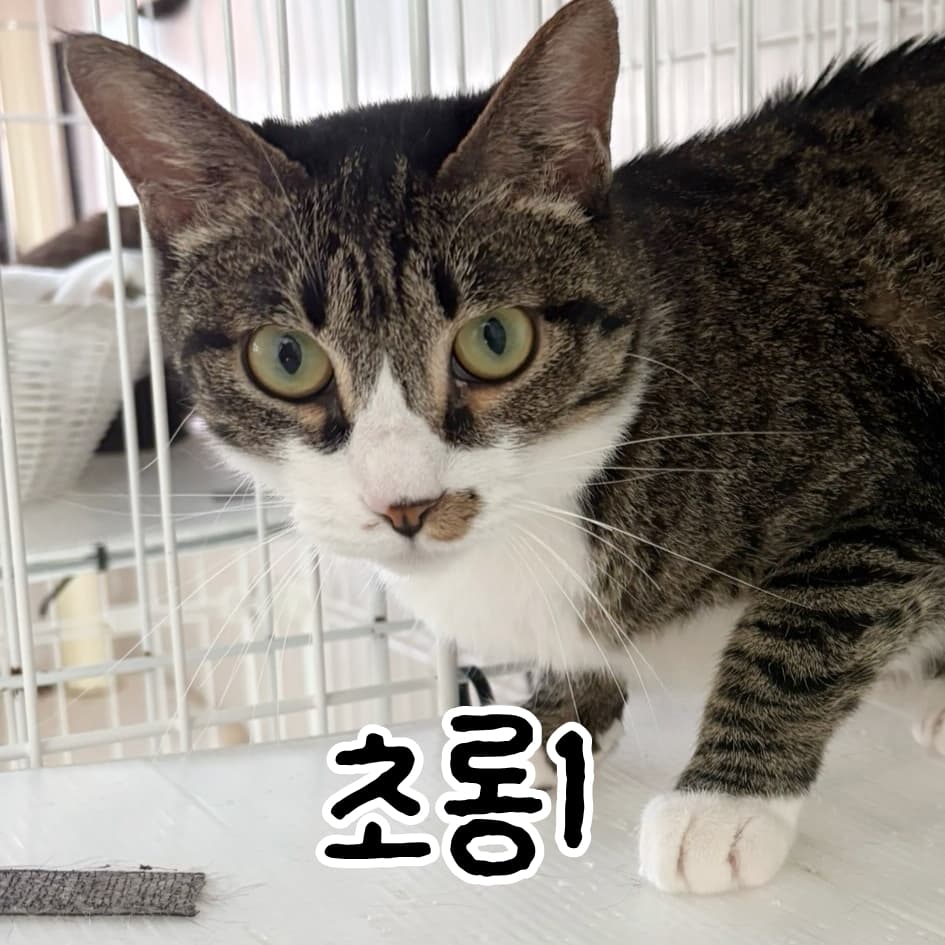 고양이 사진