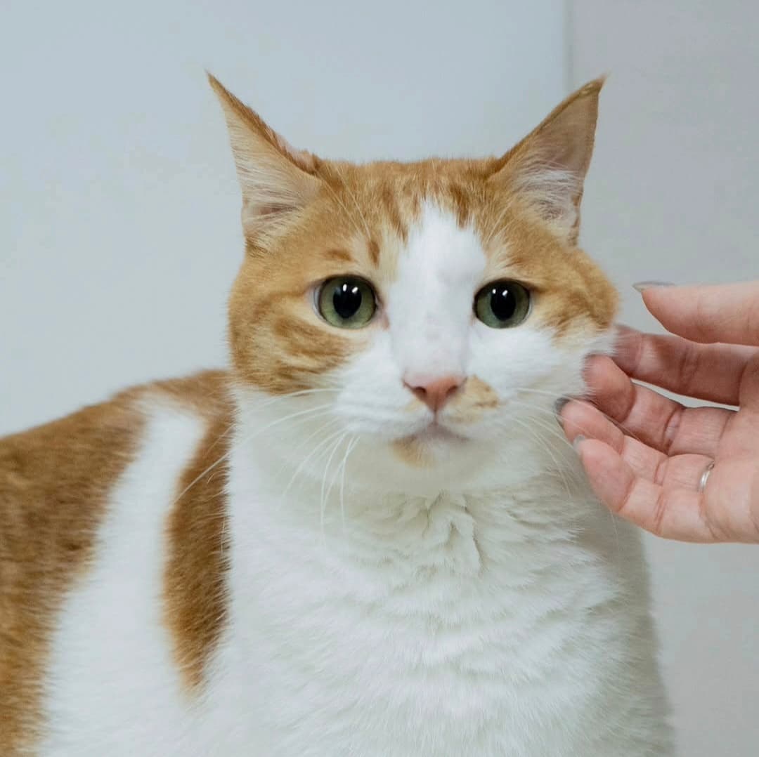 고양이 사진