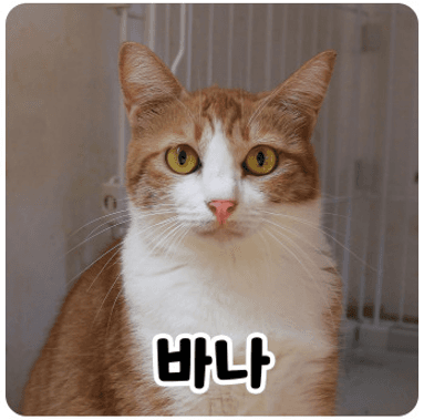 고양이 사진