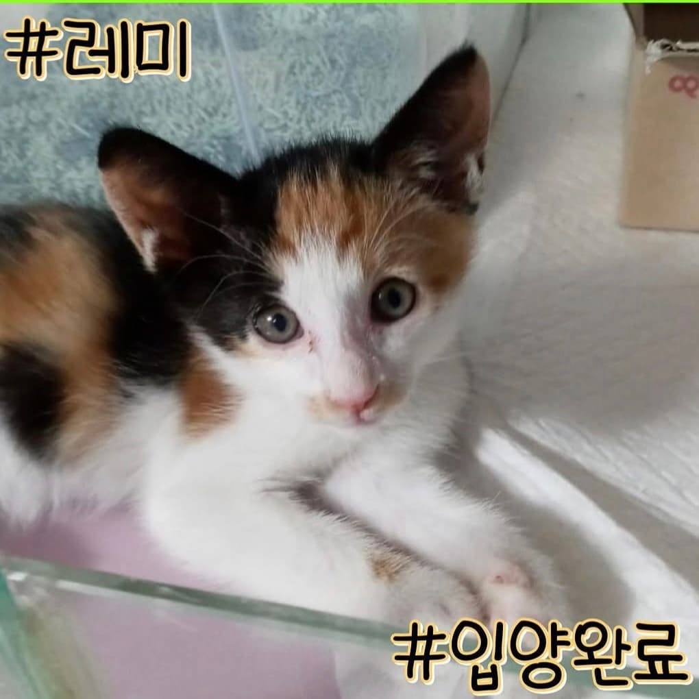 고양이 사진