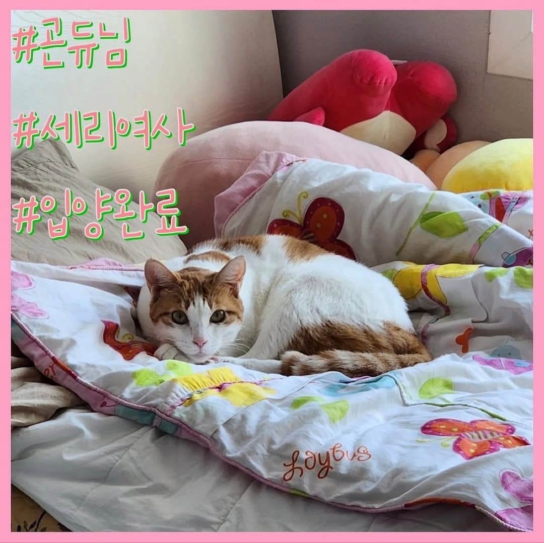 고양이 사진