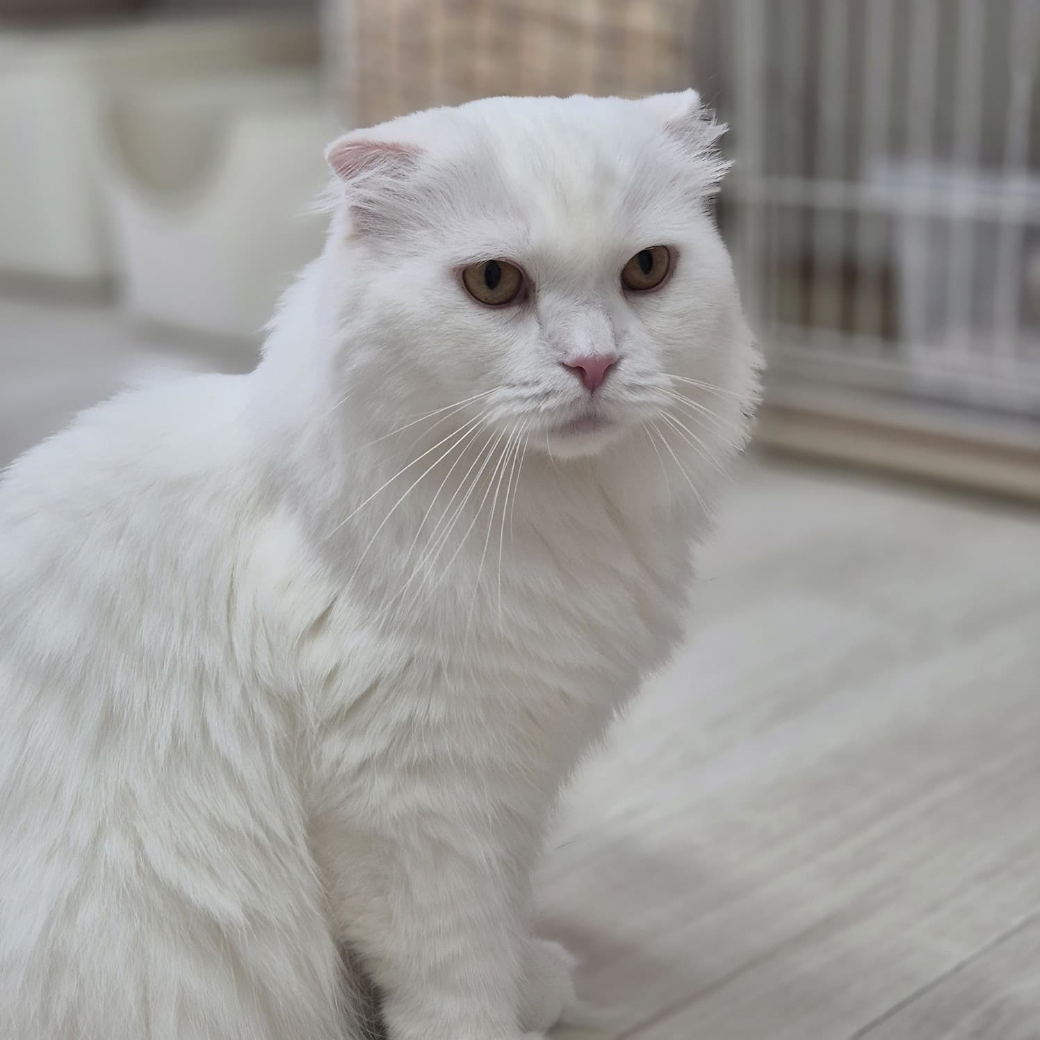 고양이 사진