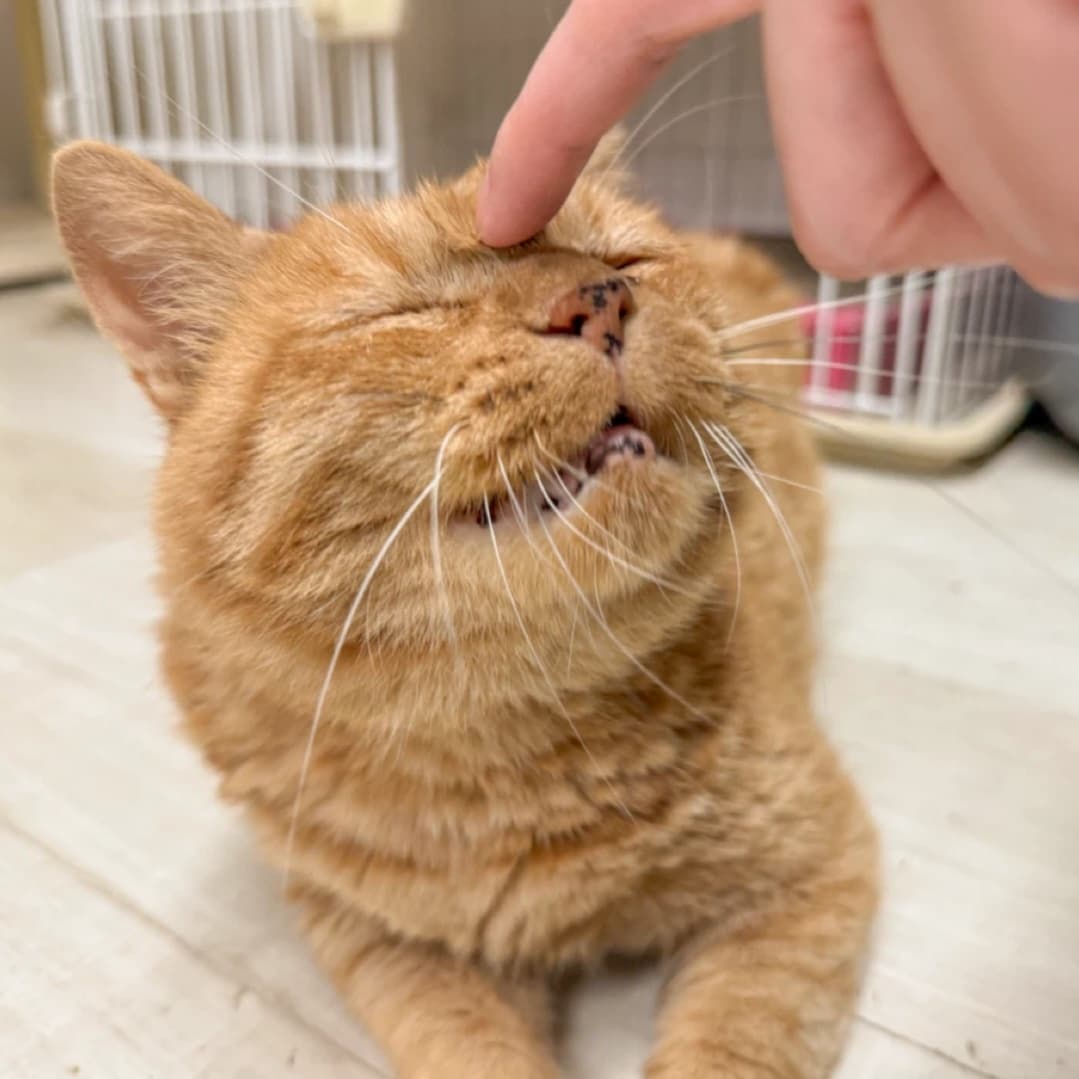 가필드  사진 5