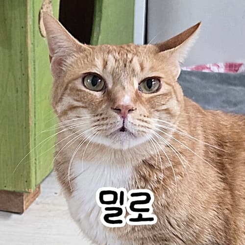 고양이 사진
