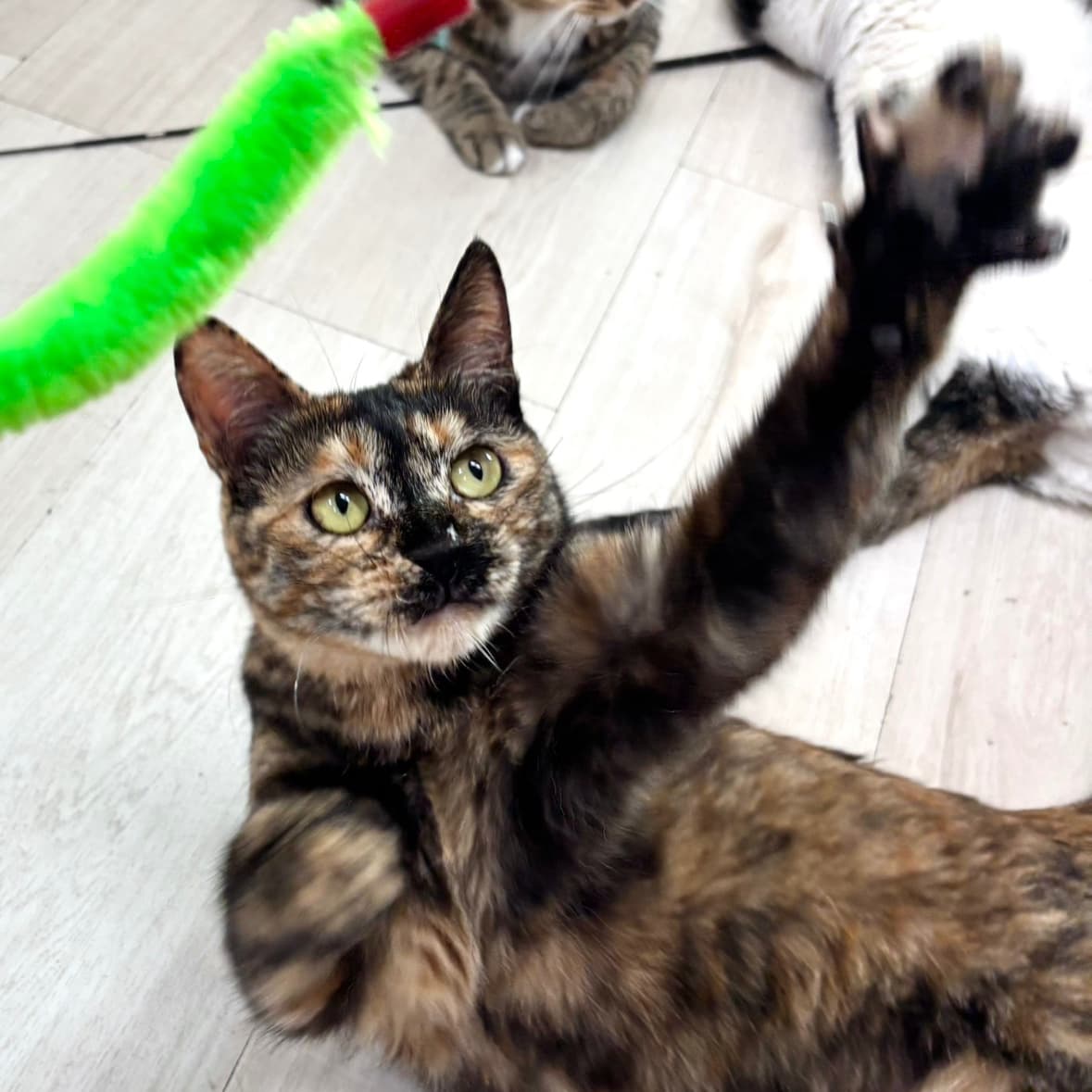 토리  사진 5