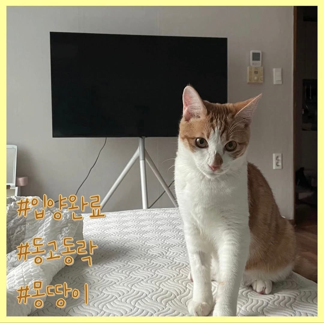 고양이 사진