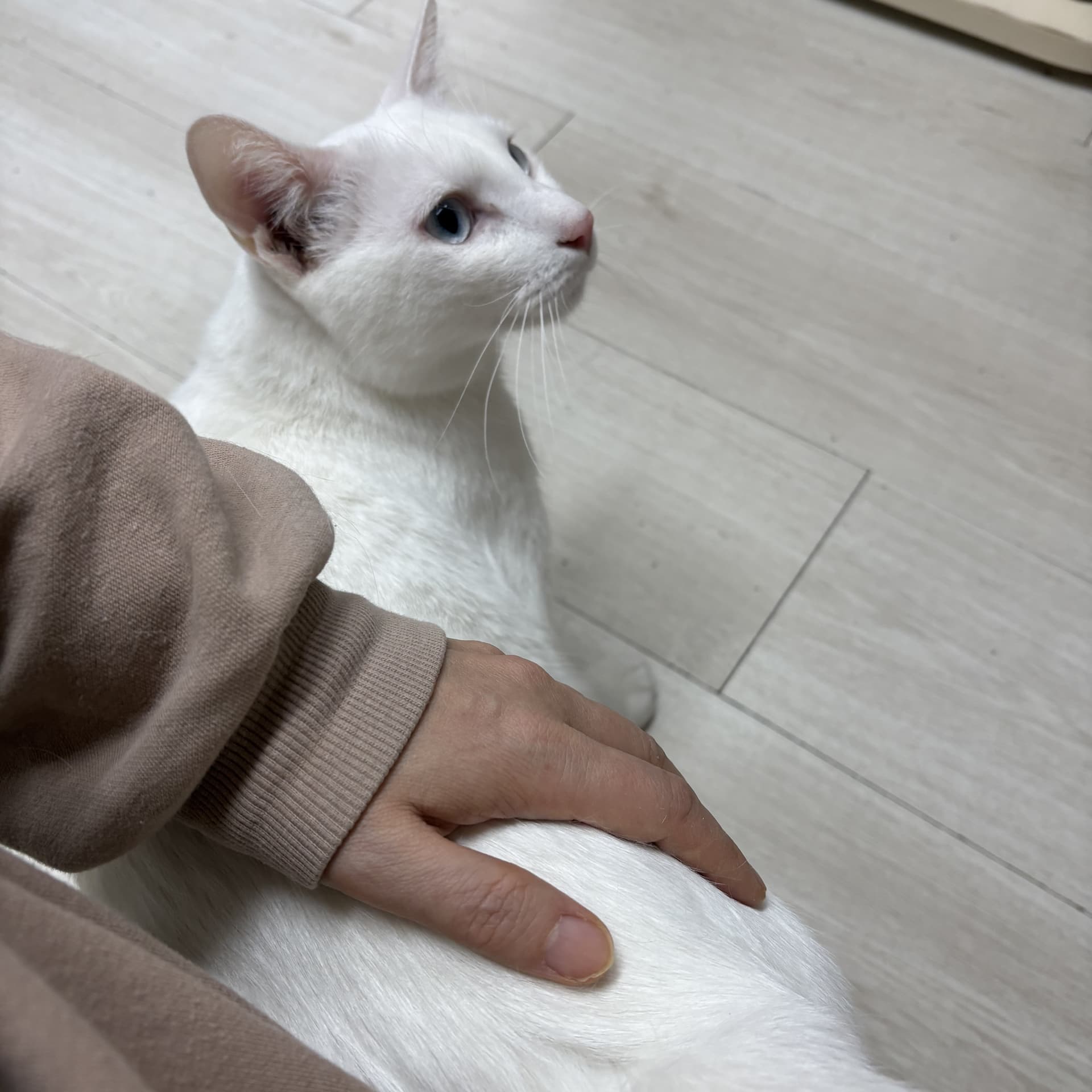 새하얀 설희의 하루 💛
