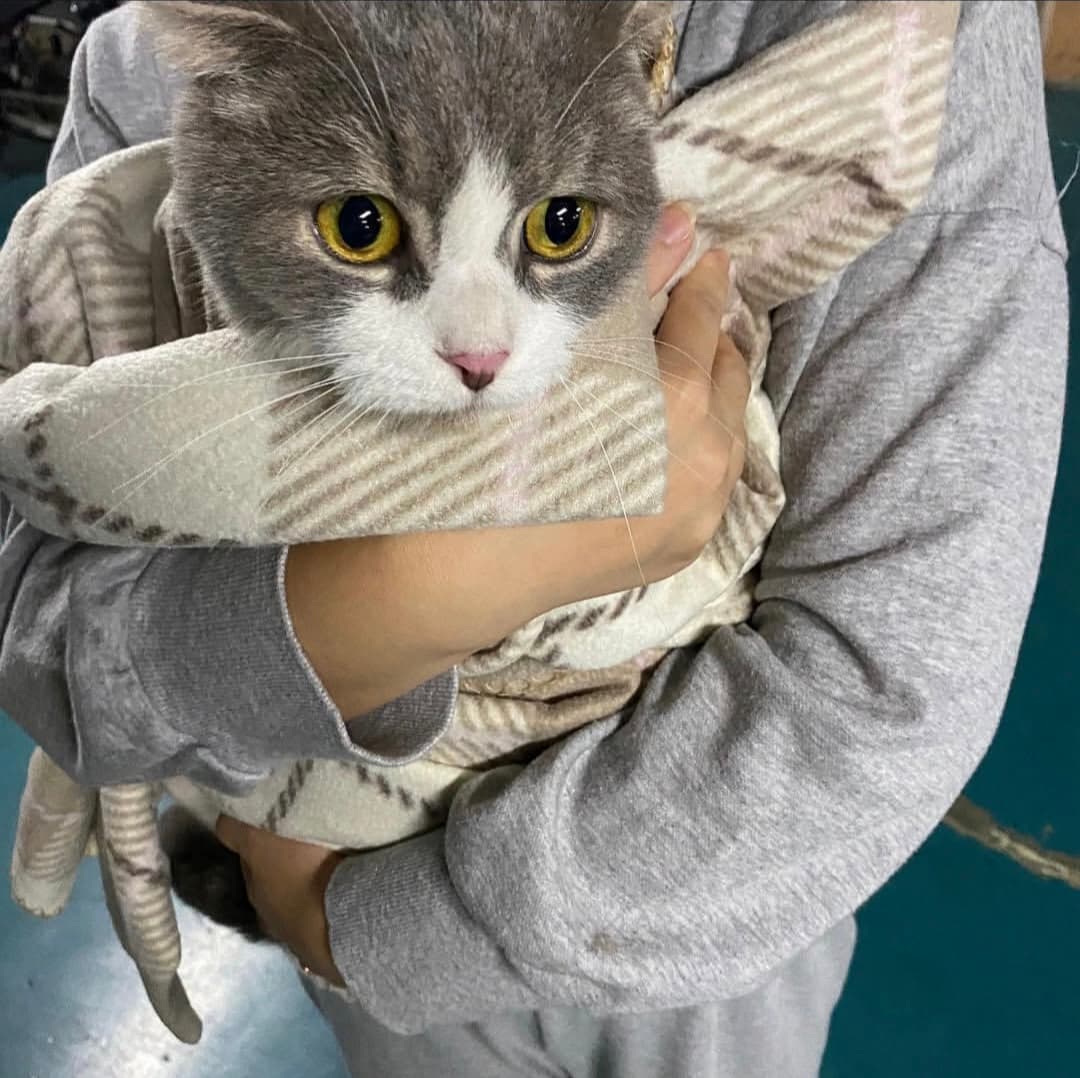 고양이 사진
