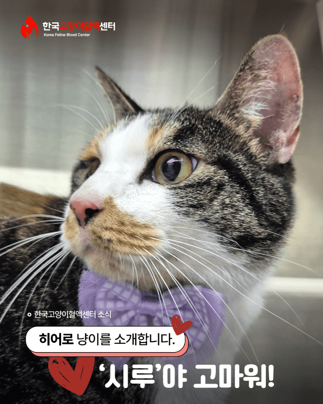 헌혈이야기 ❤️