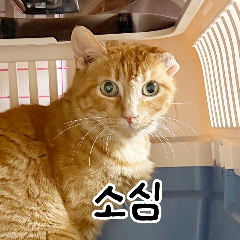 고양이 사진