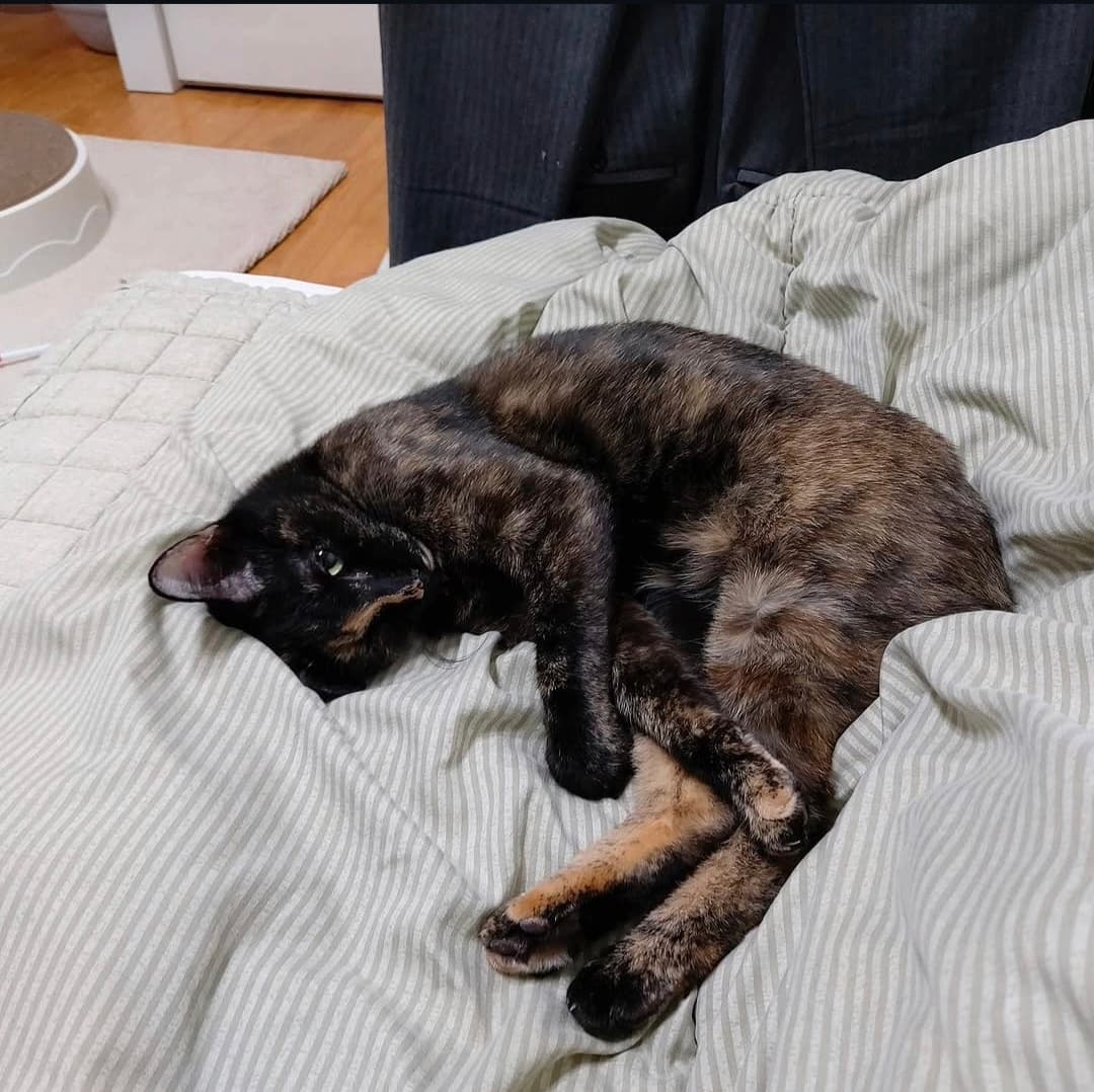 고양이 사진