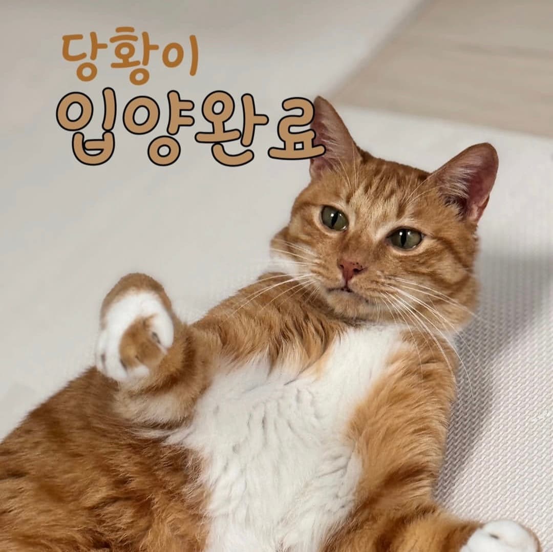 고양이 사진