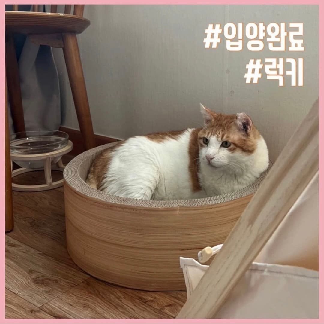 고양이 사진