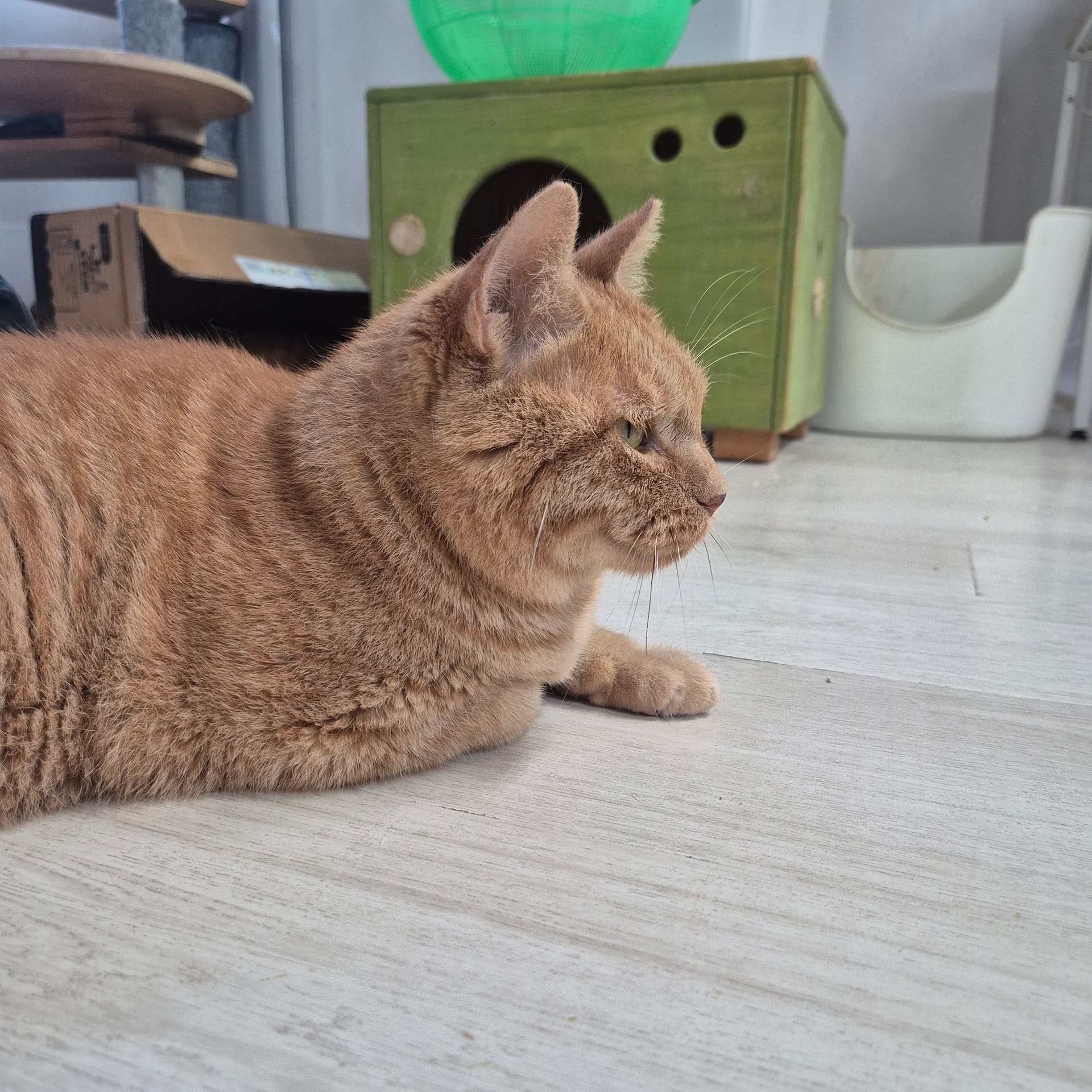 가필드  사진 3