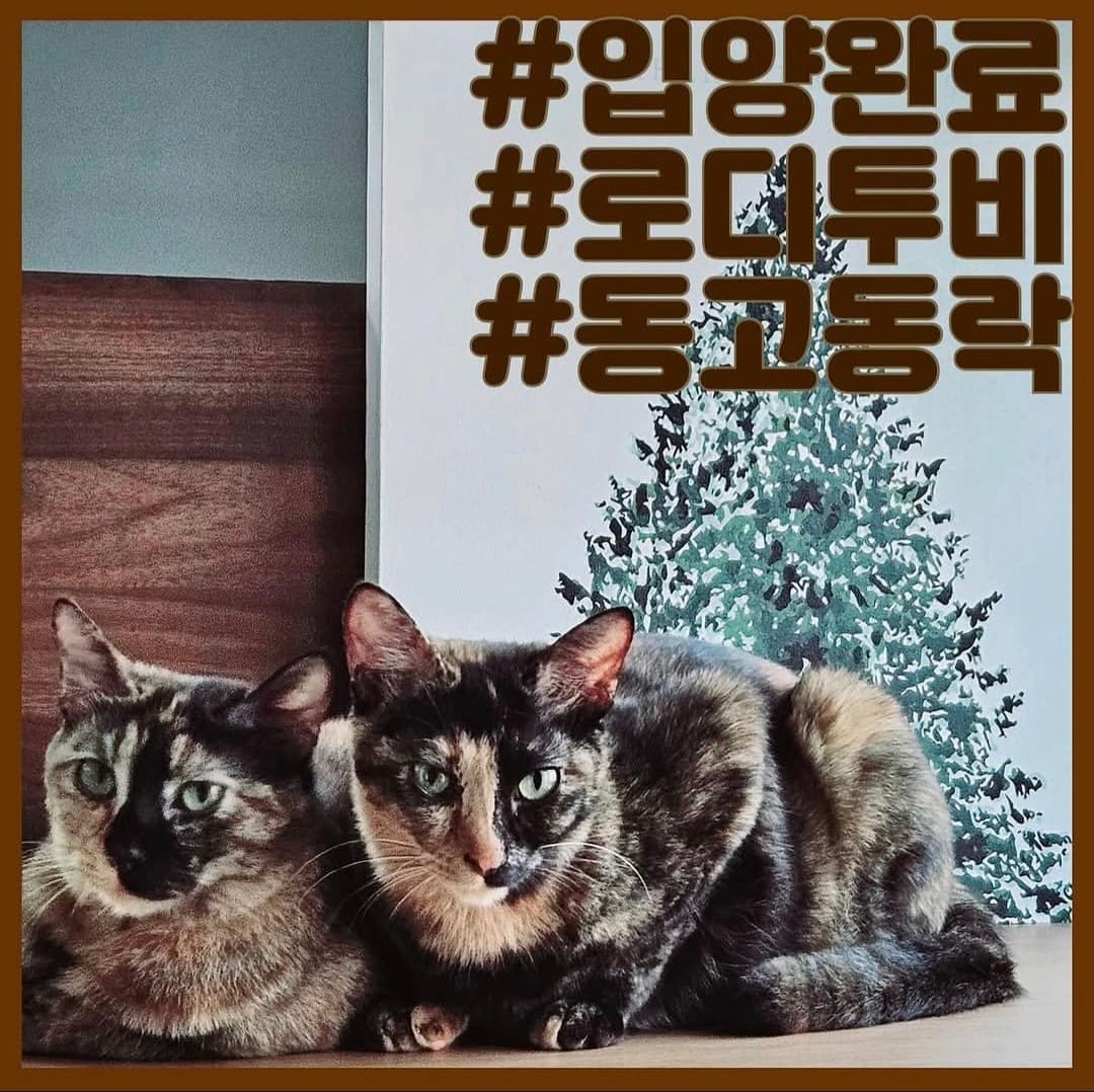 고양이 사진