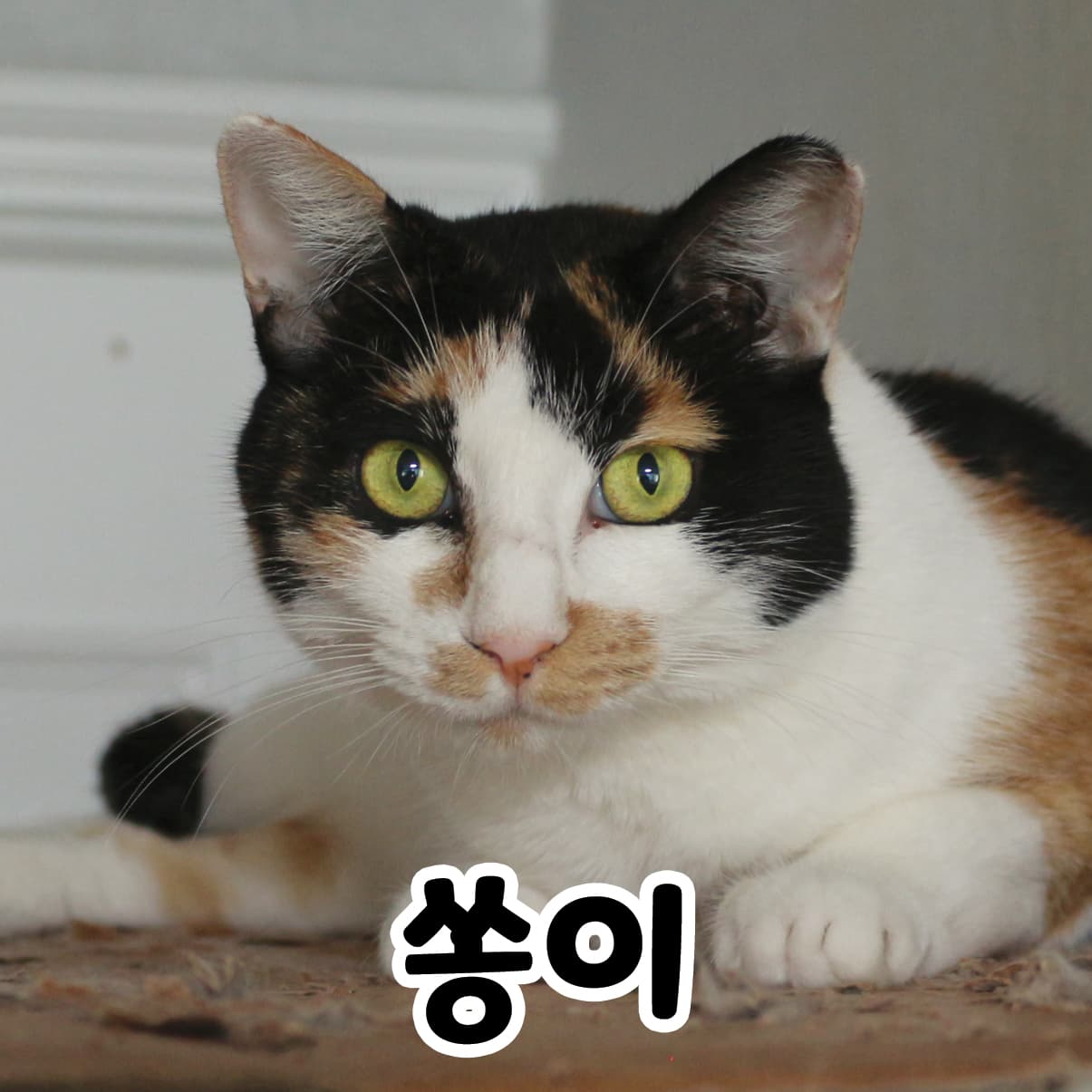 고양이 사진