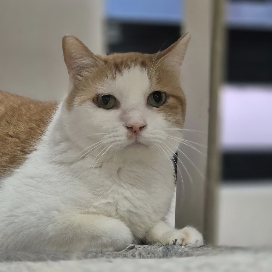 고양이 사진