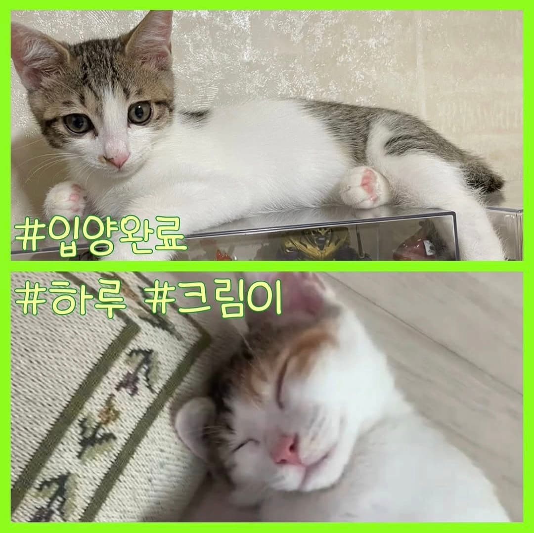 고양이 사진