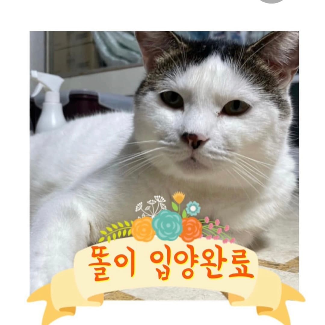 고양이 사진