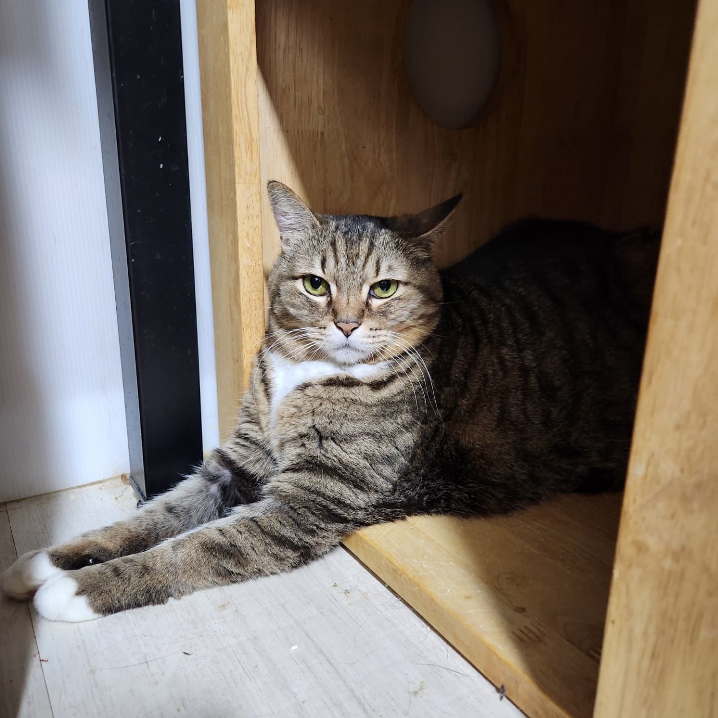 고양이 사진