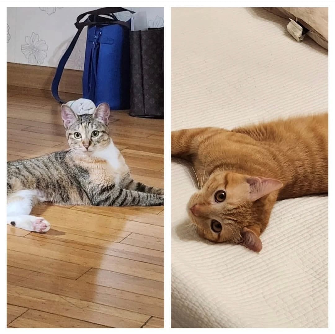 고양이 사진