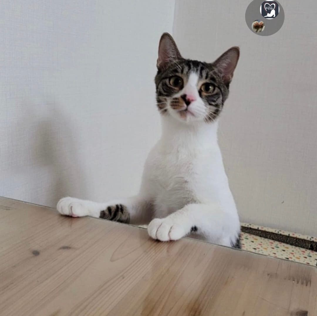 고양이 사진