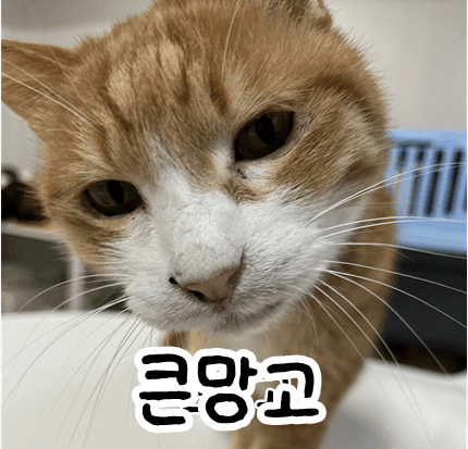 고양이 사진