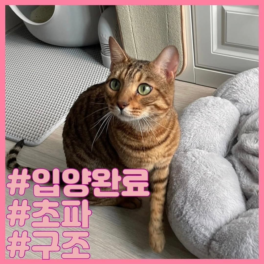 고양이 사진