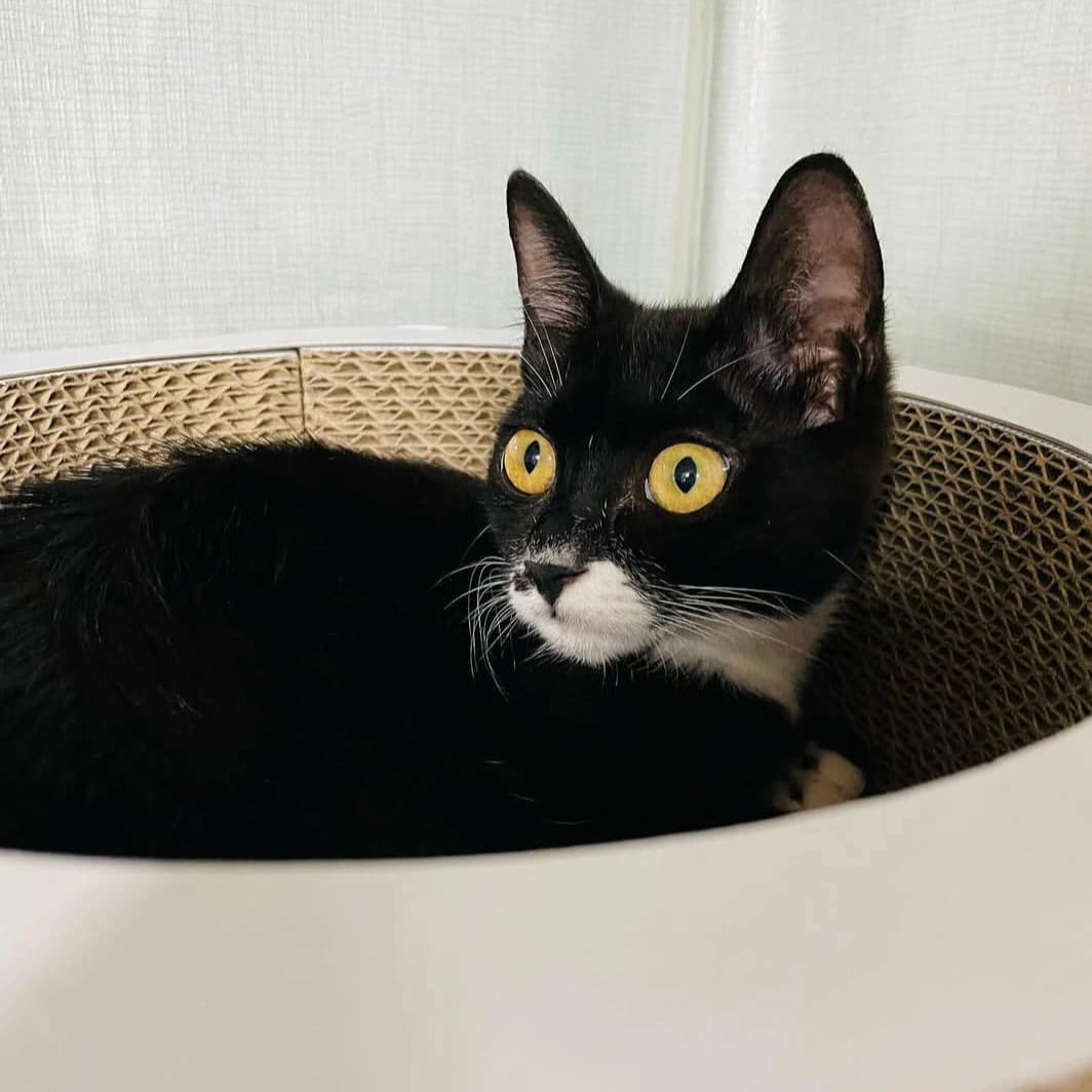 고양이 사진