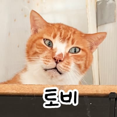고양이 사진