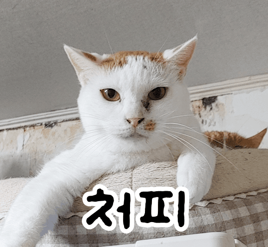 고양이 사진