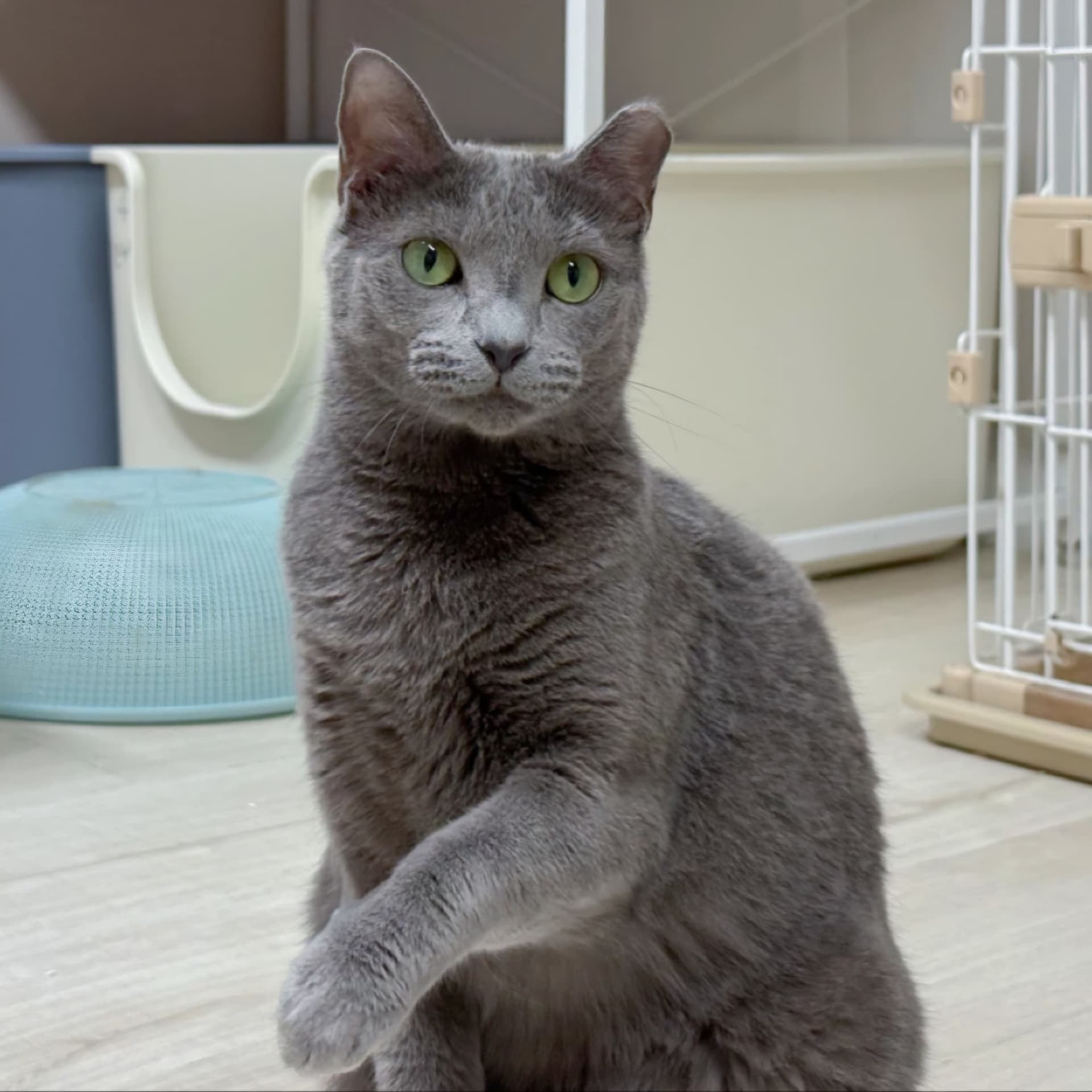 고양이 사진