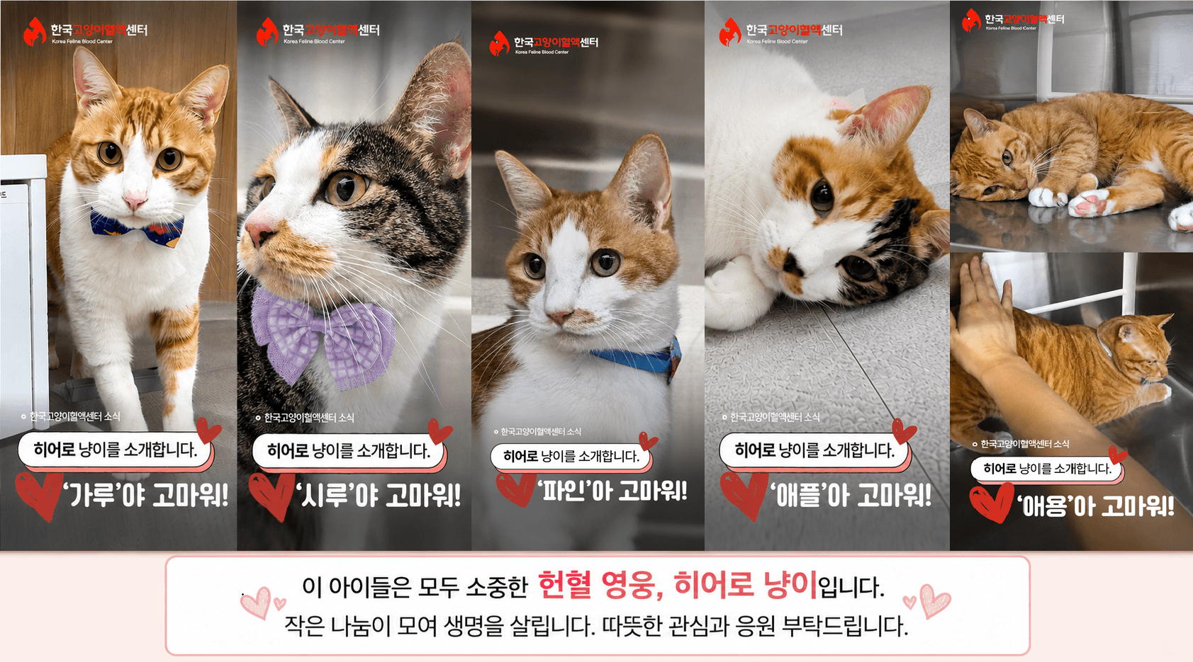 오늘도 한 생명을 살린 영웅냥이들 🤍