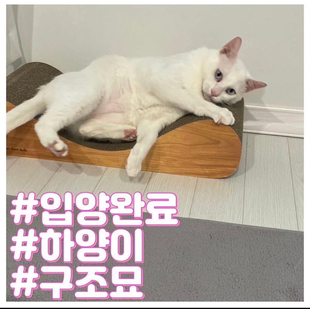 고양이 사진