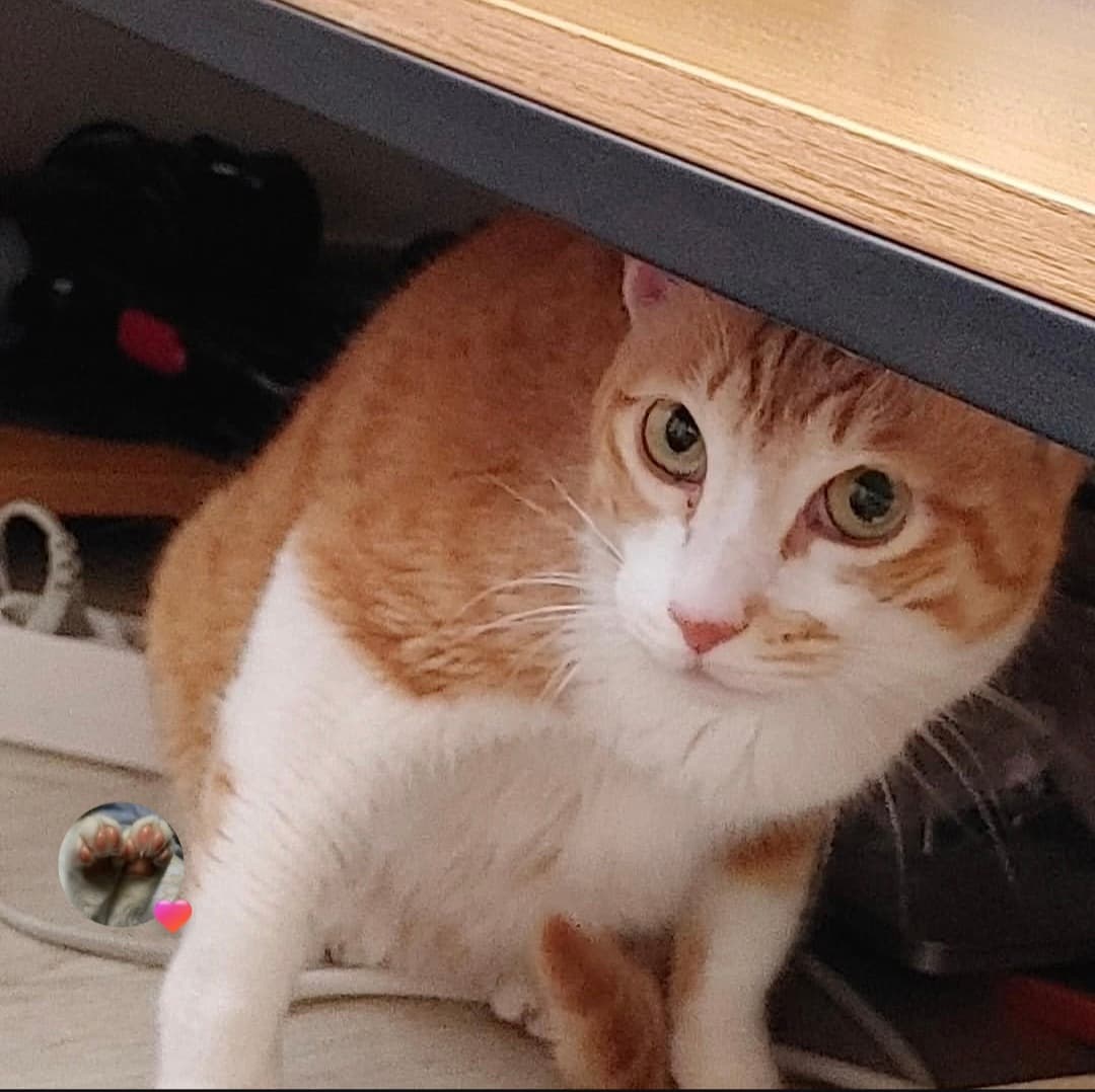 고양이 사진