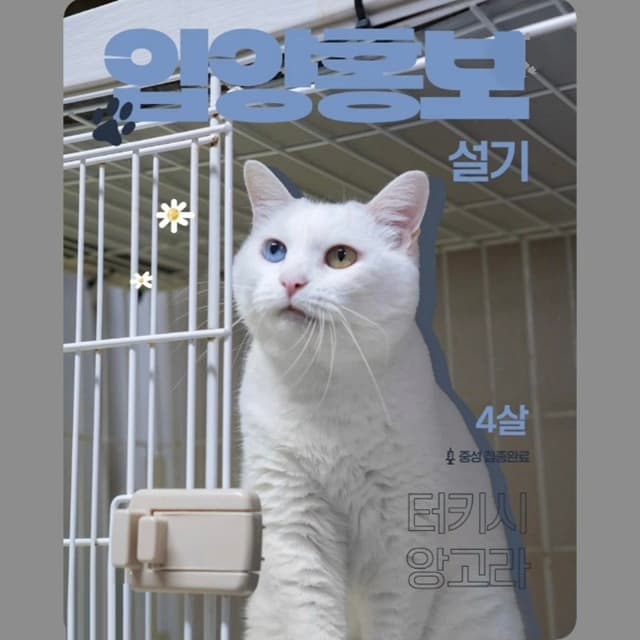 고양이 사진