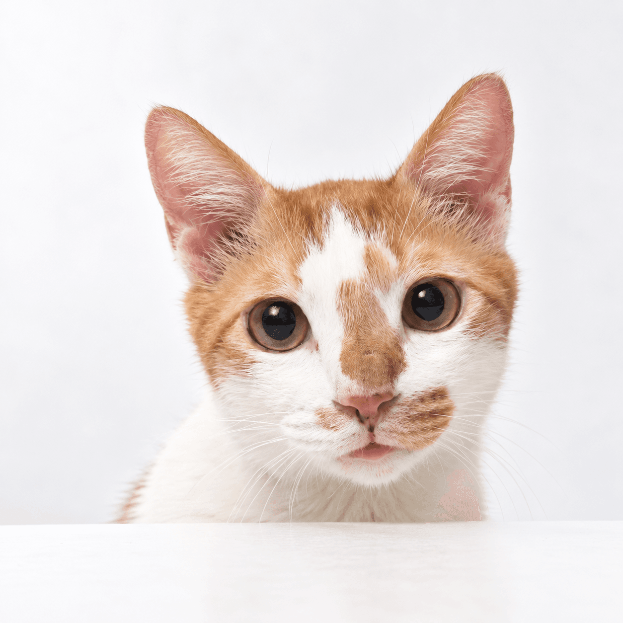 고양이 사진