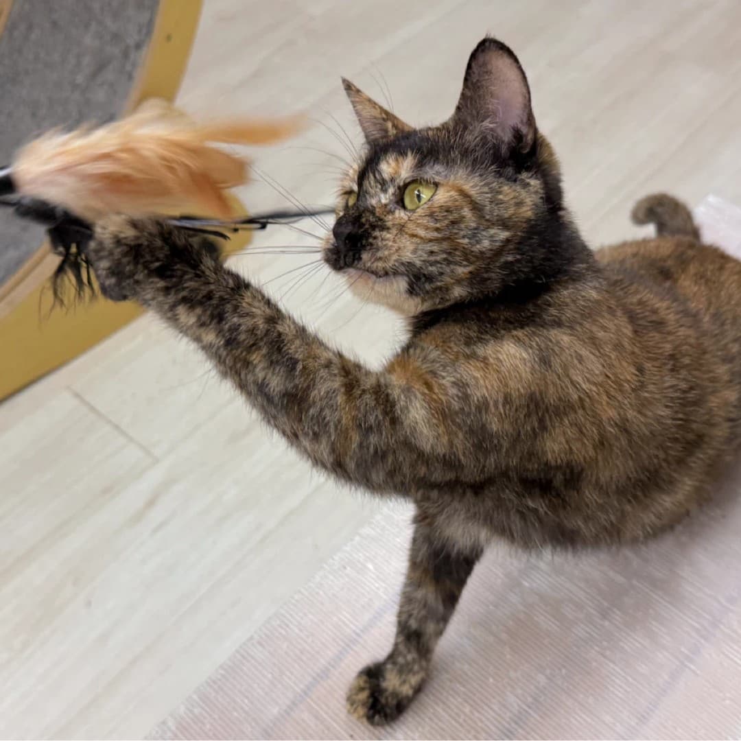 고양이 사진