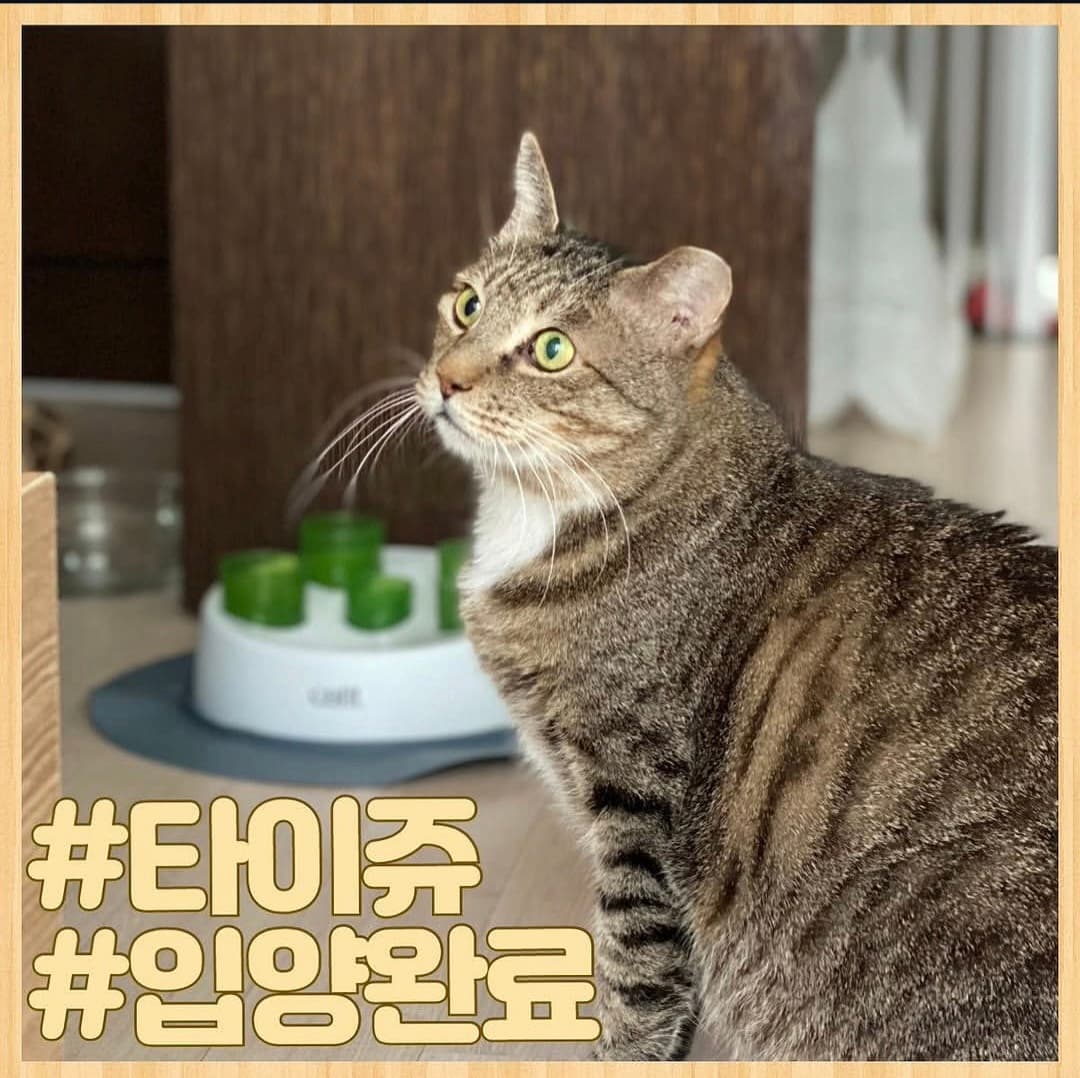 고양이 사진