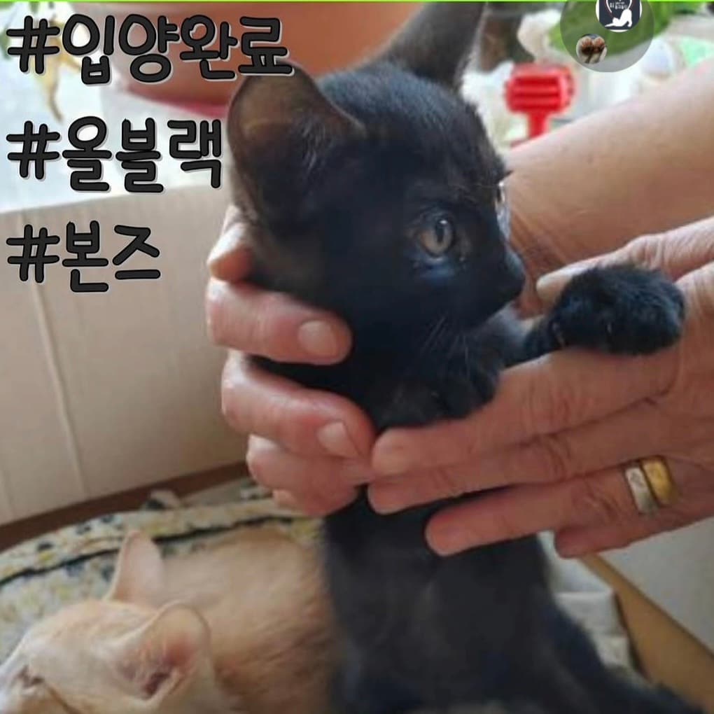 고양이 사진