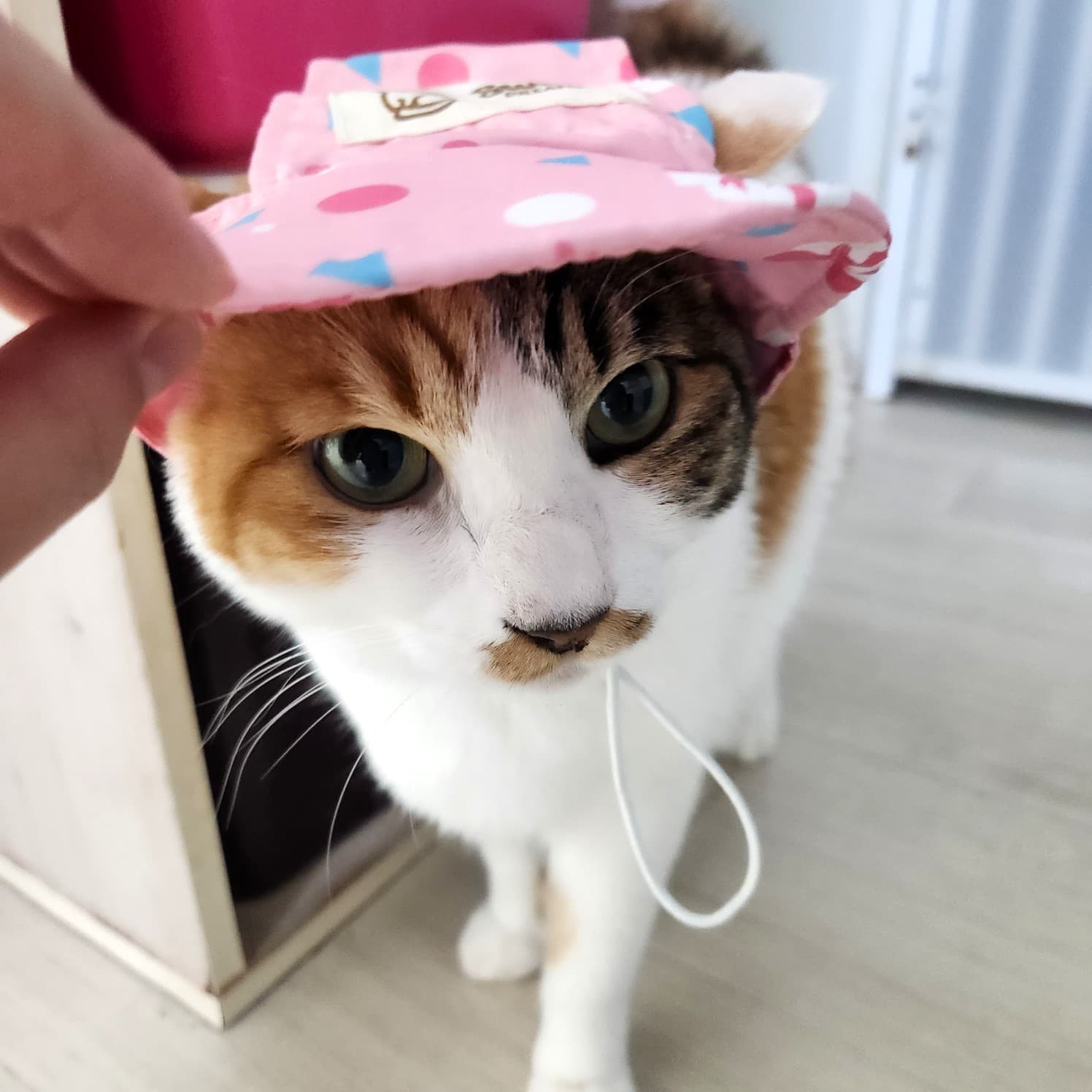애플 사진 5