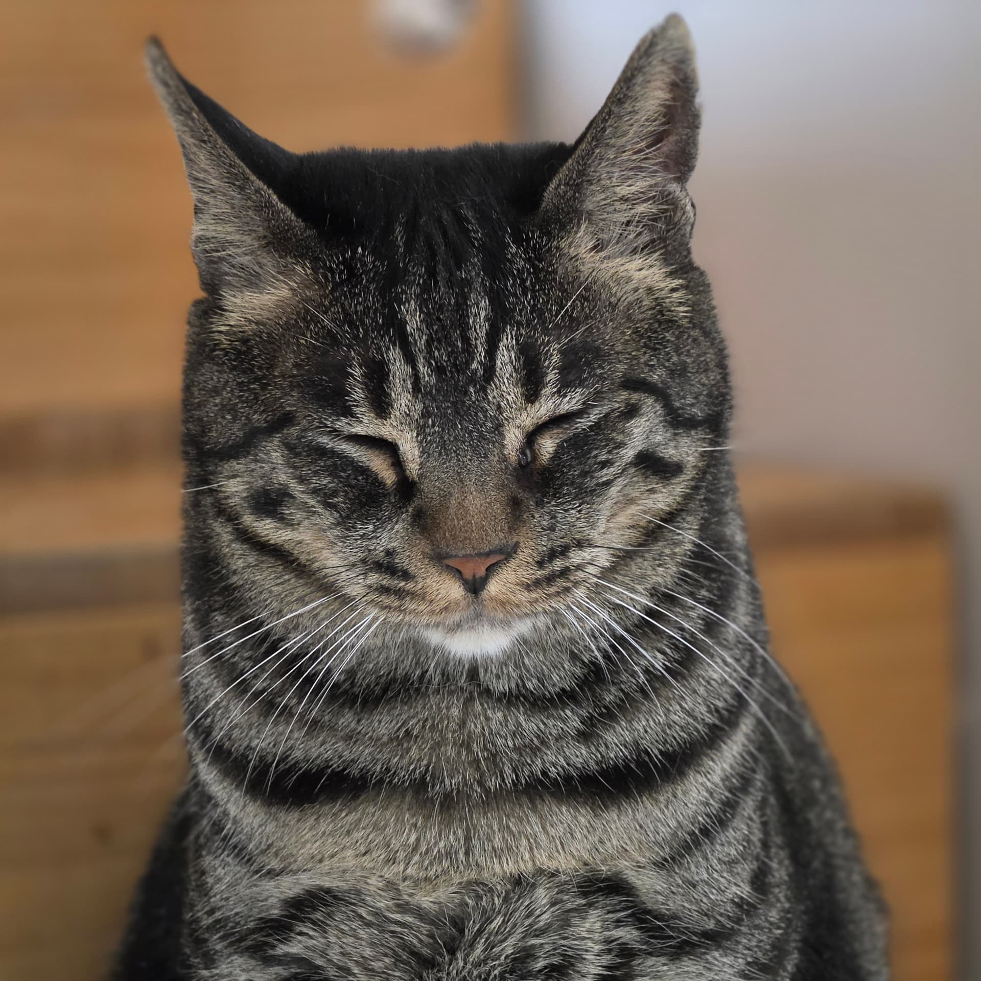고양이 사진