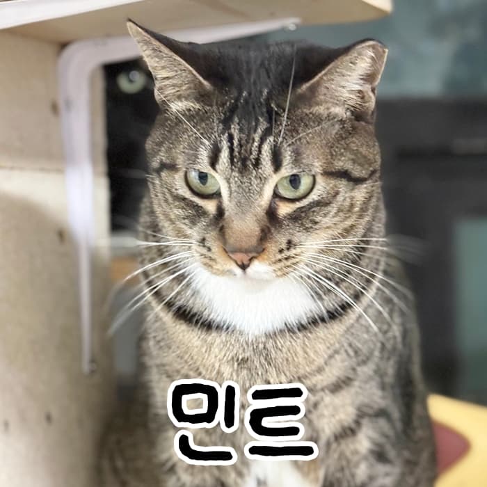고양이 사진