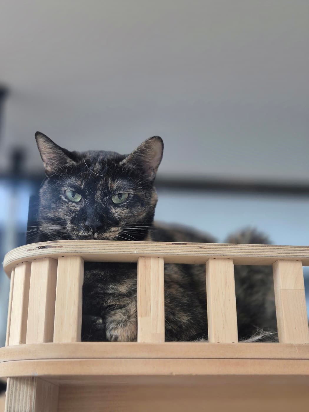 고양이 사진