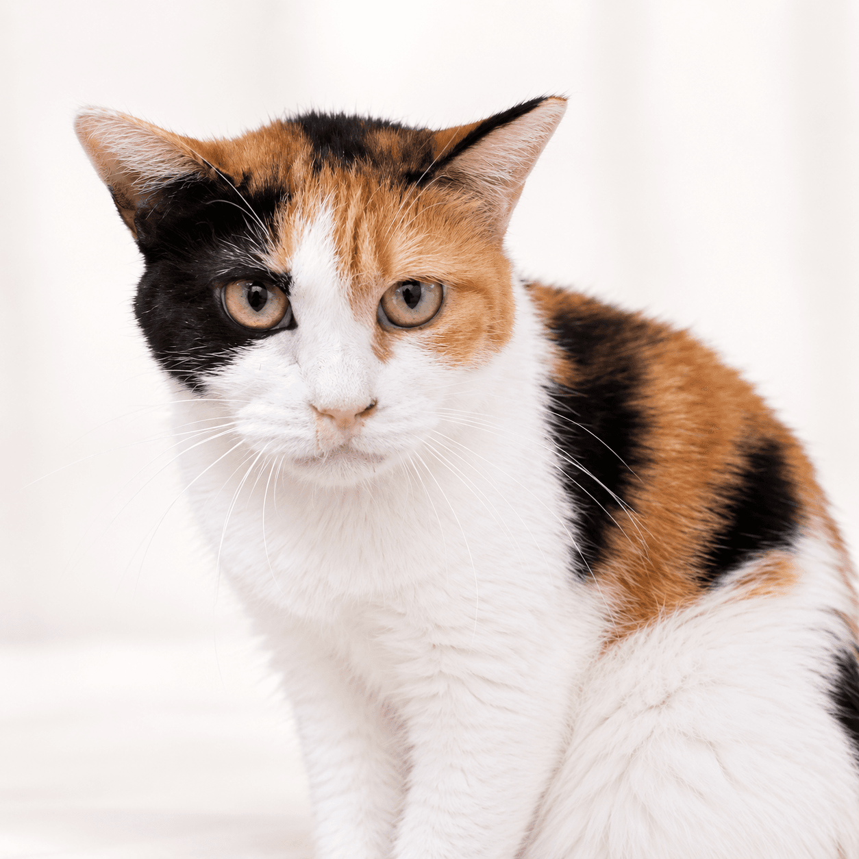 고양이 사진